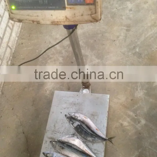 Sea Frozen Pacific Mackerel photo-5