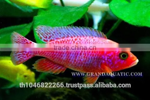 Malawi Cichlid Fish Farm For Sale and Export photo-5