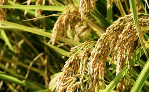 Chlorantraniliprole Pesticides for Agriculture Pesticide Chlorantraniliprole 75%Wdg photo-3