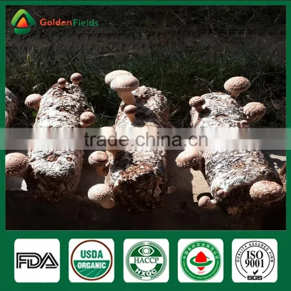 Shiitake Mushroom Fresh Health Food Shiitake Mushroom Whleseller photo-2
