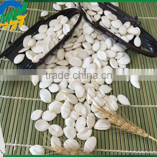 New Crop Chinese Snow White Pumpkin Seed Big Size Whole Sale Europe Quality photo-2