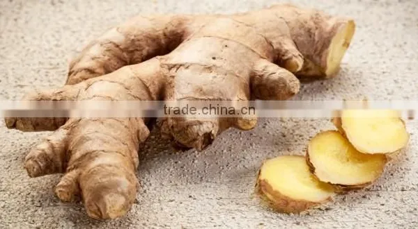FRESH GINGER AND DRIED GINGER VIETNAM PACKING IN MESH BAG OR CARTON photo-5