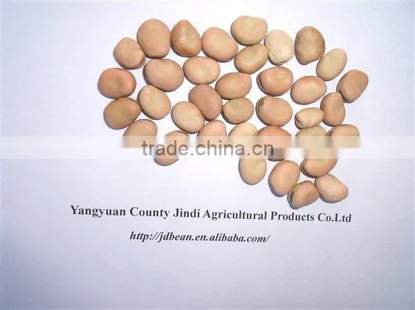 Price of Broad Beans / Faba Beans / Fava Beans for Cannery photo-5