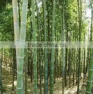 Moso Bamboo Seeds for Sales photo-4