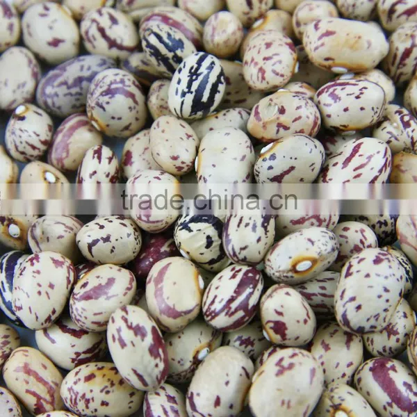 Light Speckled Kideny Bean photo-2