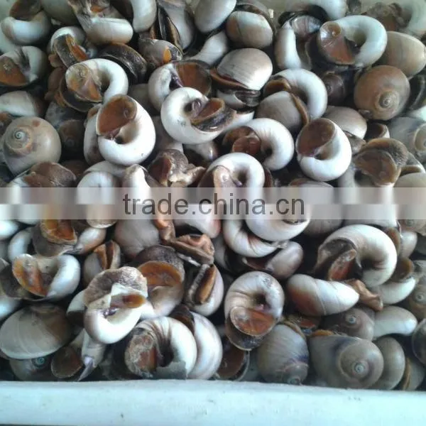 Frozen Sticky Snail Meat(703) photo-2