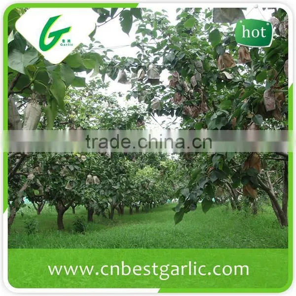 Cheap Bulk su Pear photo-6