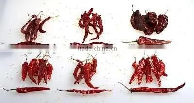 S17 / Teja Chilli photo-2