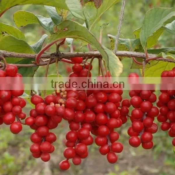 Schisandrins Extract 2%,3% From Schisandra Chinensis Extract photo-2