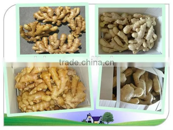 Organic Fresh Ginger photo-2