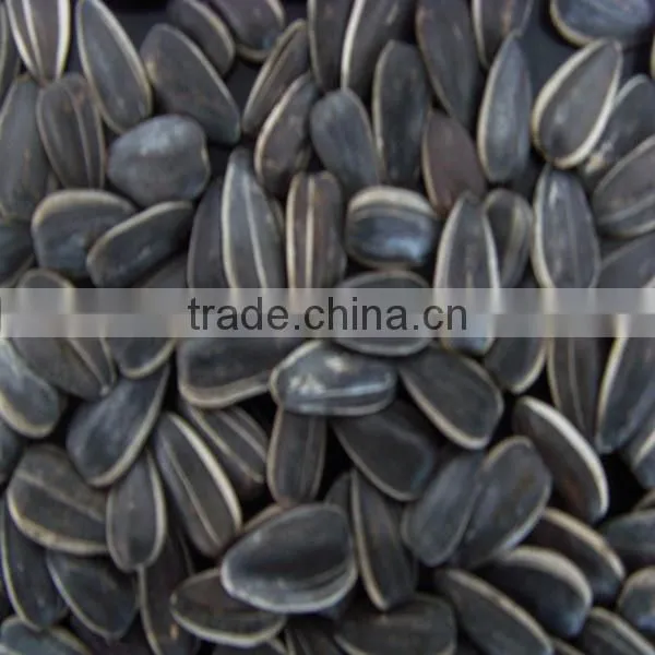 China Sunflower Seeds 118 Hot Sale-2016 New Crop photo-3
