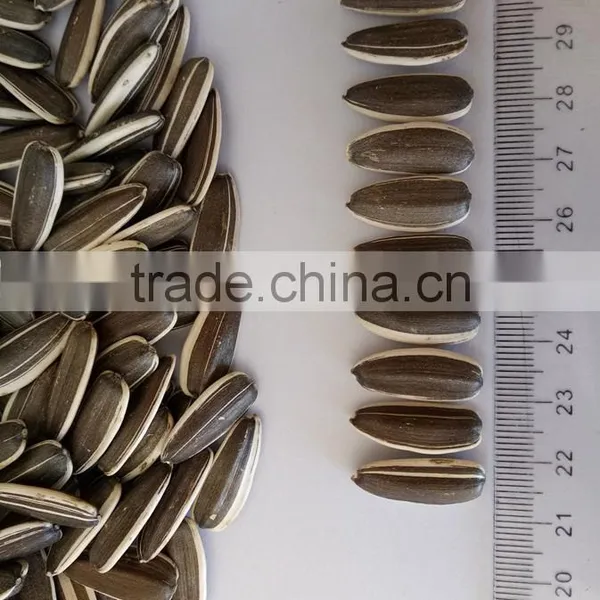 Chinese 2015 New Crop Sunflower Seeds Wholesale photo-2