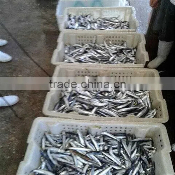 Hot Sales Land Frozen Anchovy for Bait photo-5