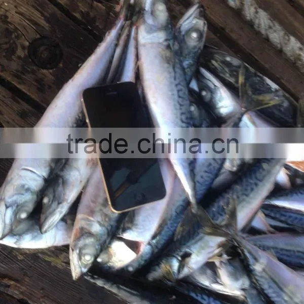 Seafrozen Pacific Mackerel photo-4