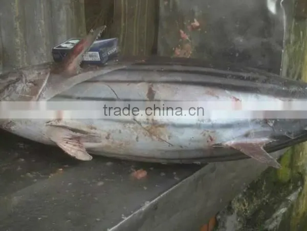 Skipjack Tuna photo-2