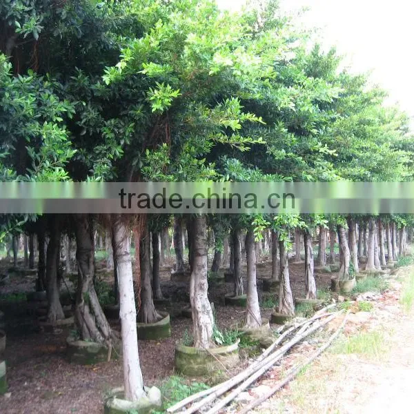 Ficus Nitida Landscaping Trees for Outdoor photo-3
