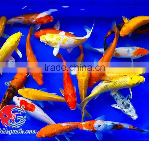 Koi Fish Bleeding Farm and Export From Thailand photo-2