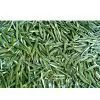 Best Laoshan Green Tea