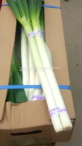 Scallion seed