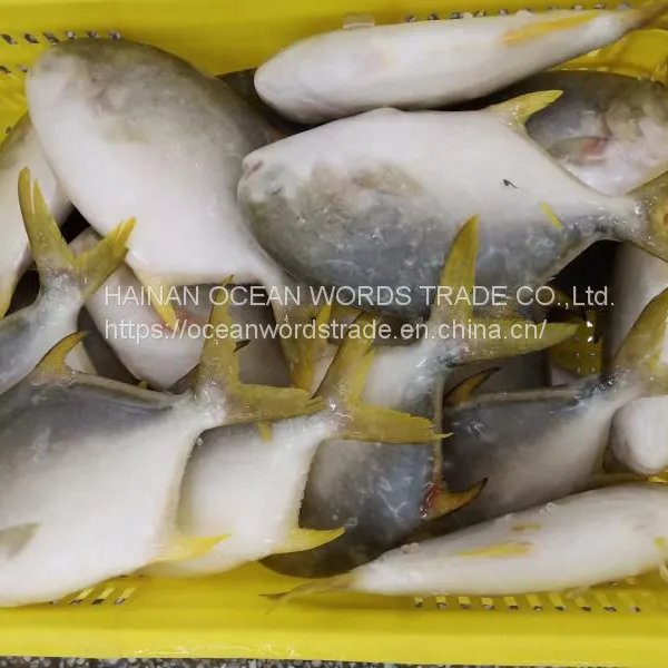 Good Golden Pompano, Golden Pomfret, Golden Pompano 300-400g/400-600g/500-600g/800+ photo-3