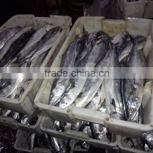 Lowest Price Spanish Mackerel With Good Quality