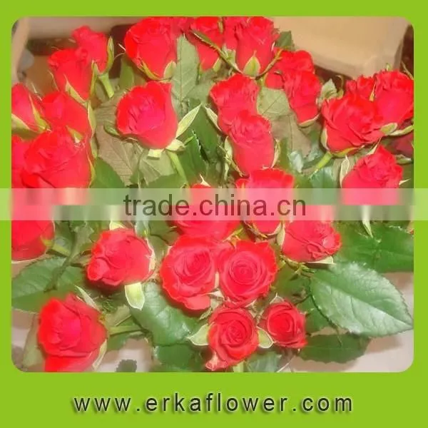 Fashion Fresh Cut Rose Preserved Decoration