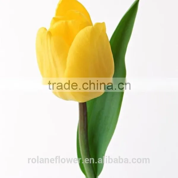 Kunming Suply 2016 High Quality Fresh Cut Yellow Tulip Plant photo-5