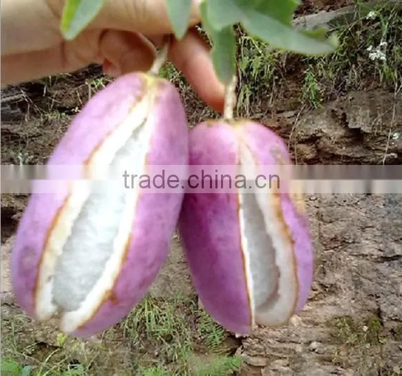 High Quality Rare Fruit Tree Seeds For Planting Holboellia Latifolia Wall Seeds photo-6