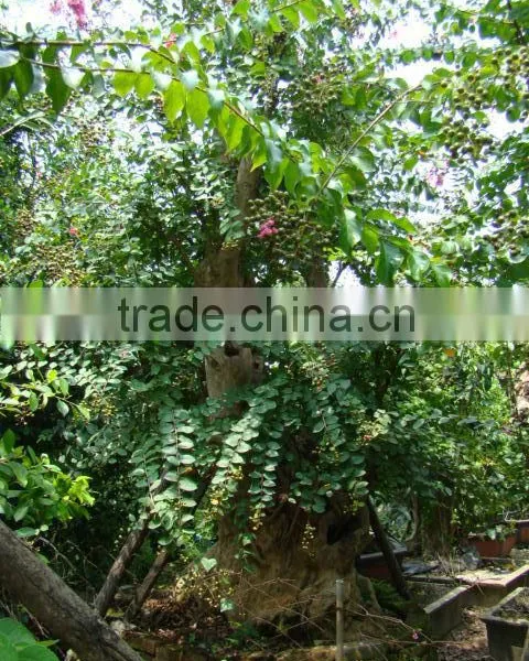 Lagerstroemia Indica L. photo-5