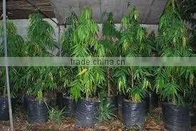 Neem Oil Manufacturer