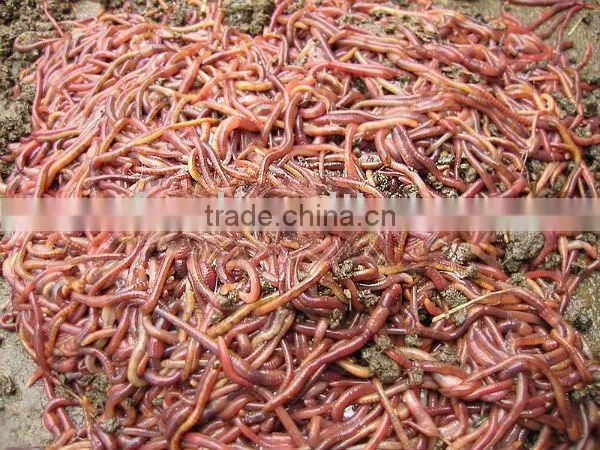 Bloodworm Fish Food