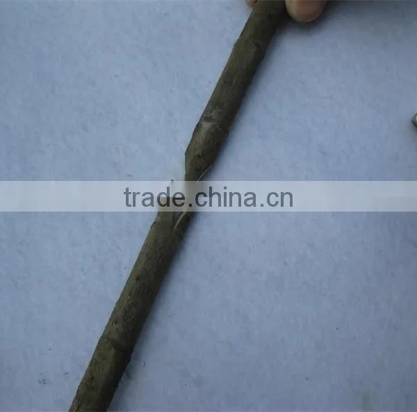 Professional Grafting Tools With 2cm Grafting Diameter Made in China. photo-3