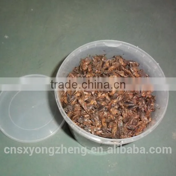 Bird Food Mill Supply Plastic Drum Packaging Freeze Dried Crickets photo-2