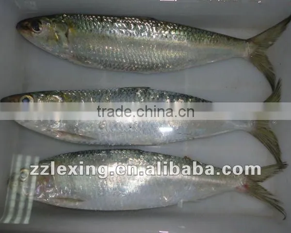 Frozen Sardine for Canned photo-2