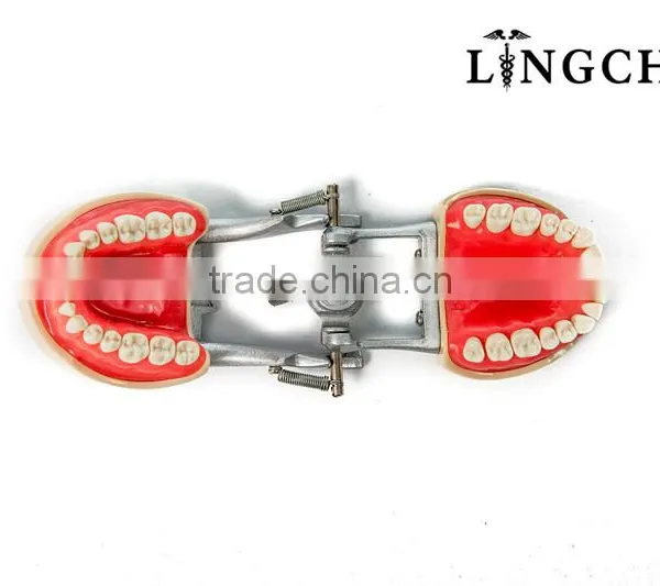 Hot Sell Dental Teeth And Jaw Models photo-3