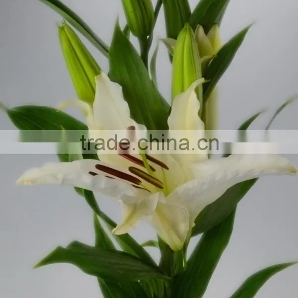 Best Quality Siberia Long Stem White Color Lily photo-5