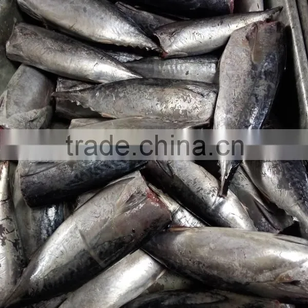 2015 Frozen Bonito HGT 300g+/pc for Canned photo-5