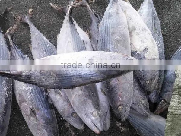 Competitive Price and High Quality Belted Bonito and Sarda Orientalis photo-3