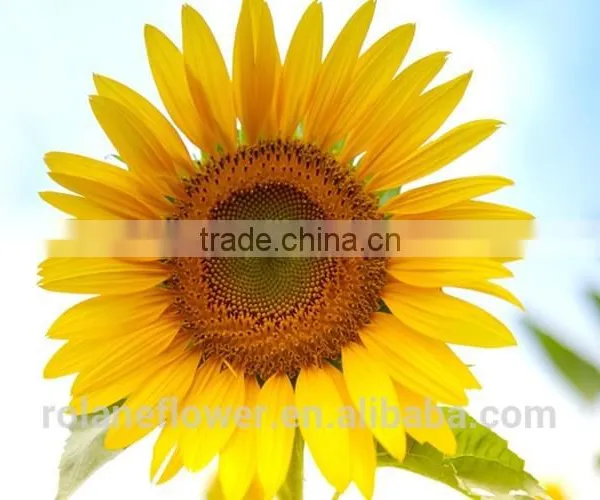 Mother's Day Fresh Cut Yellow Sunflower Flower for Wholesale photo-4