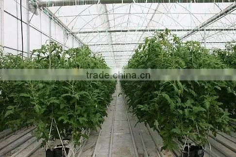 Red Color Fresh Tomato From Turkey photo-3