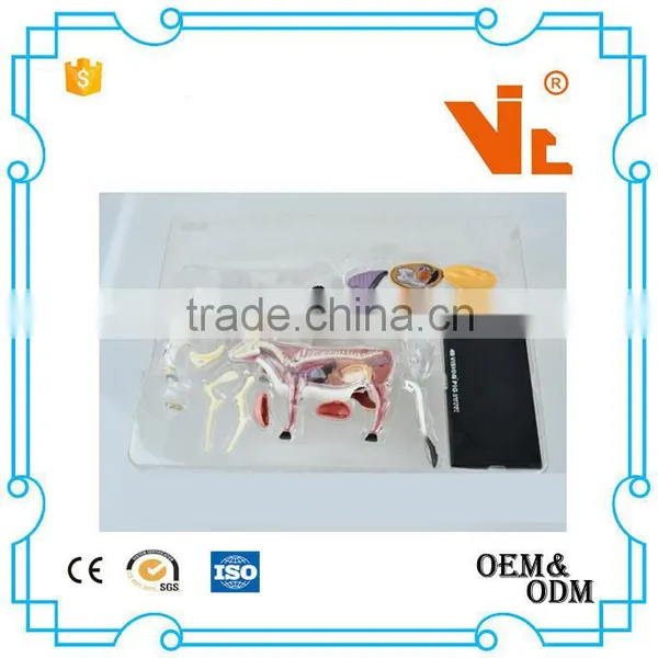 V-AM048 4D MASTER Cow Specimen Anatomical Model photo-4