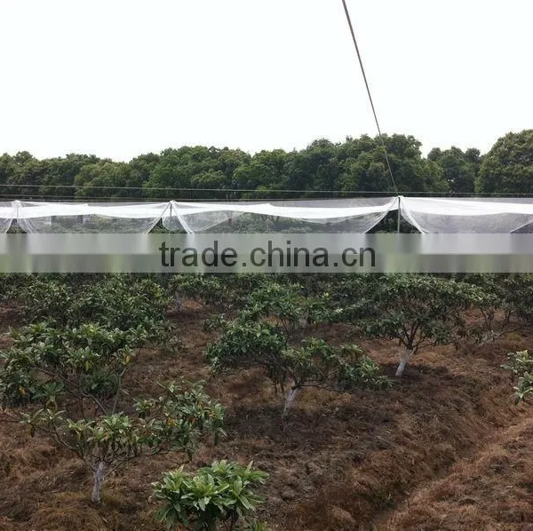 (20 Years Shanghai Factory) Hot Selling , New Arrival, Horticulture HDPE Knotted Mesh Bird Net Black Colour , 29 GSM / 20101-29 photo-4