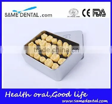 2 Times Tooth Model Dental Eduction School Teaching Dental Model photo-4