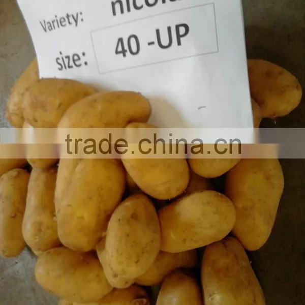 Fresh Potato photo-2