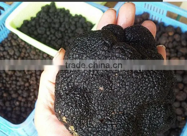 Truffle/Truffe photo-4