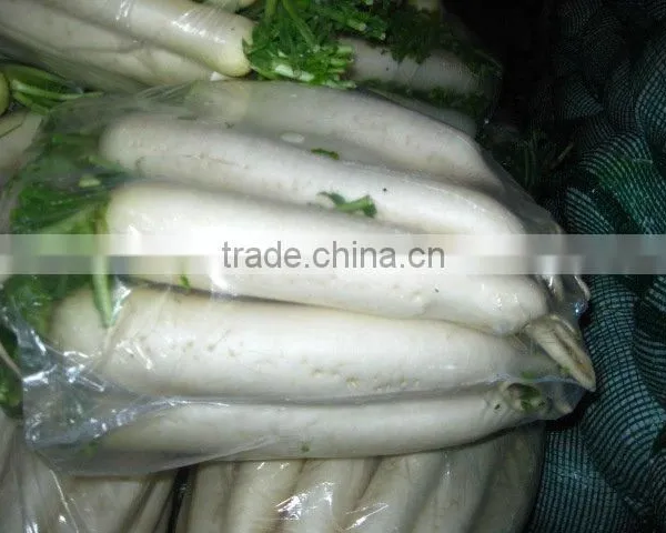 Wholesale White Radish on Sale photo-3