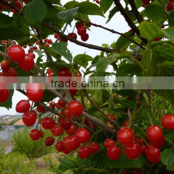 Red Cherry Fruit Tree Seeds for Growing photo-4