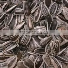 Organic Sunflower Seeds 5009 Sunflower Seeds White Sunflower Seeds