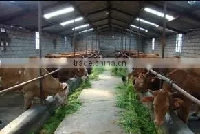 Top Supplier Lvkee Amino Acid Stimulating Lactobacillus Lactis For Cattle/Pilget/Chicken and Promoting Nutrition