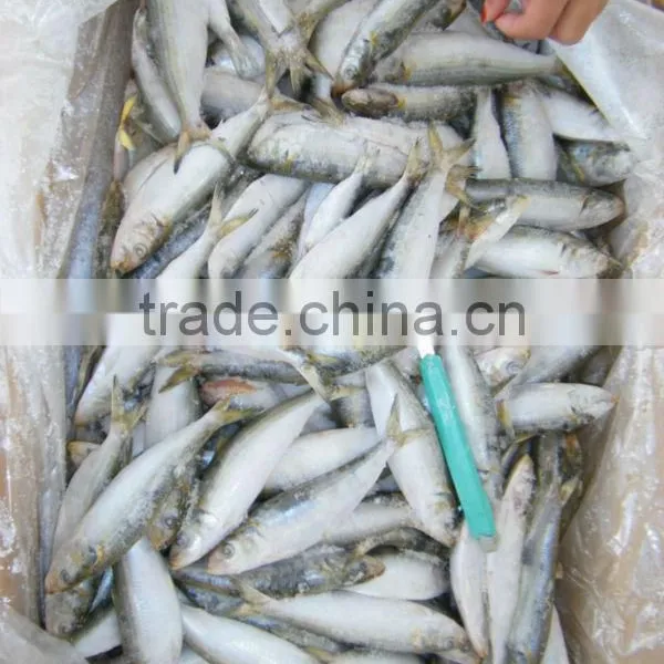 Organic Foods of Sardine